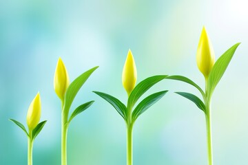 Obraz premium Yellow tulip buds gradually blooming against soft green background