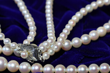 青いベルベット背景の真珠のネックレス