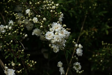 Obraz premium Banksia rose (Rosa banksiae) flowers. Rosaceae evergreen vine shrub. White or yellow fragrant flowers bloom from April to May. It is easy to grow because it has no thorns.