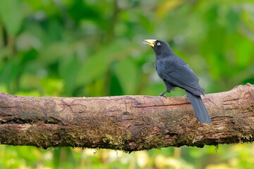 Subtropical cacique, Cacicus uropygialis, Ecuador