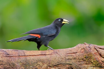 Subtropical cacique, Cacicus uropygialis, Ecuador