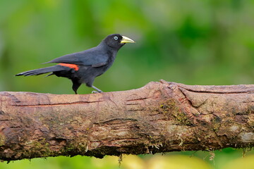 Subtropical cacique, Cacicus uropygialis, Ecuador