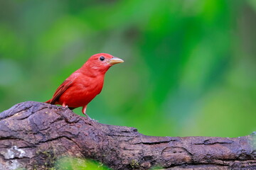 Summer tanager, Piranga rubra, Ecuador