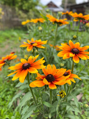 The Vibrant Orange and Yellow Flowers Are Beautifully Displayed in Full Bloom This Season