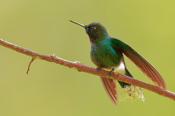 Tourmaline sunangel, Heliangelus exortis, Ecuador