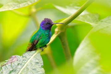 Velvet-purple coronet, Boissonneaua jardini, Ecuador