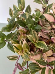 Macro photo of Tradescantia zebrina plant showing its vibrant striped leaves in green, white, and pink with glossy texture.