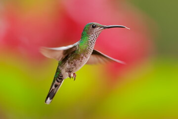 White necked jacobin, Florisuga mellivora, Ecuador