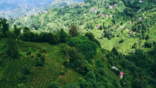 Tea plantations of Rize province from a bird's-eye view. A tea plant grown on the shores of the Black Sea. Karadeniz region in Turkey. A farm for the production of fresh green tea. The drone