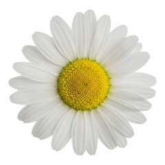 Fresh white daisy flower with petals spread evenly around a bright yellow middle
