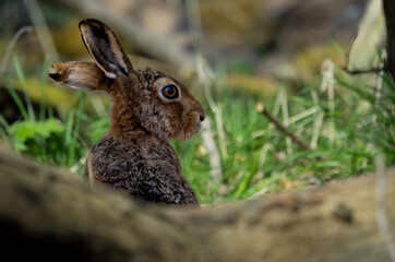 Hare in Woodland