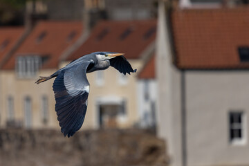 Heron in Flight in front of Old Houses, Pittenweem, Scotland