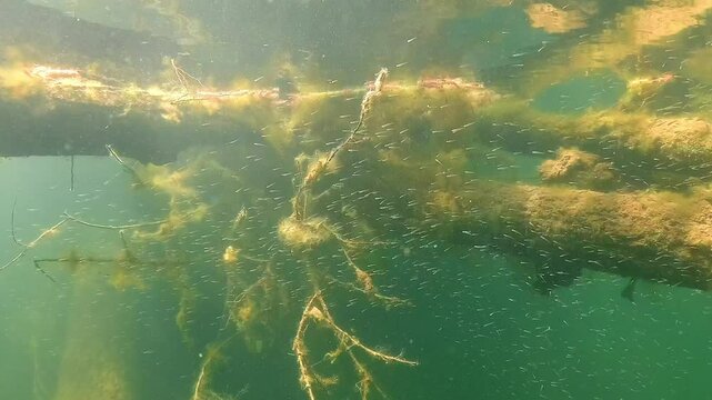 Underwater view of a dense school of tiny newly hatched fish clustering near a submerged branch in a clear lake. Check my portfolio for more freshwater wildlife footage.