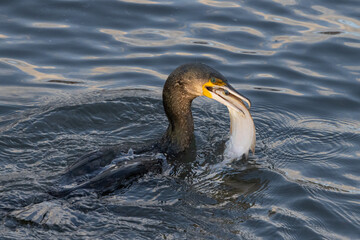 Cormorant Eating a Fish
