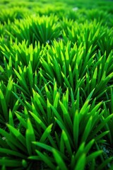 Lush green grass viewed from above Texture rich, vibrant color , vibrant, countryside, park