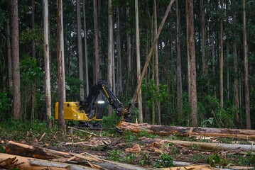 Forestry Machine Logging Equipment Wood Harvesting