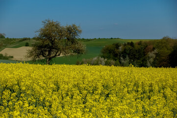 Vibrant Yellow Canola Field Under Blue Sky