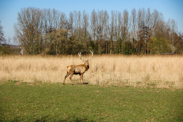 A Majestic Deer Walking Through a Golden Meadow
