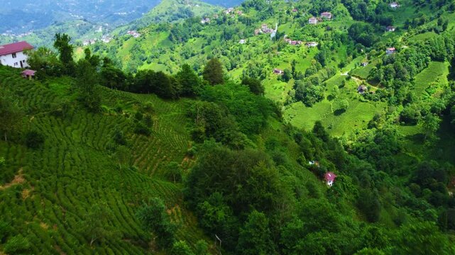 Tea plantations of Rize province from a bird's-eye view. A tea plant grown on the shores of the Black Sea. Karadeniz region in Turkey. A farm for the production of fresh green tea. The drone