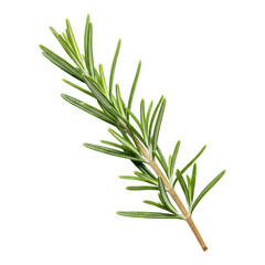 Fototapeta premium Natural rosemary stem perfect for recipes and herbal remedies