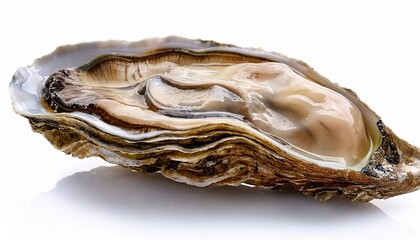 Closed raw oyster isolated on white background Delicacy food