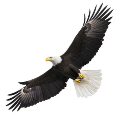 Obraz premium majestic bald eagle soars through sky with its wings fully extended, showcasing its powerful presence and grace. bird white head and tail contrast with its dark body and wings