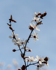 White cherry flowers on spring time close up photo of white blossoming cherry tree branch. White flowers of the cherry blossoms on a spring day.