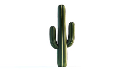 Tall, slender cactus with smooth curves and minimalistic design, high-resolution isolated on white.