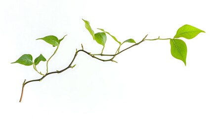 Ultra-HD floating vine, single tendril curling naturally, vibrant texture and sharp contrast on a solid white background