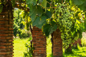Sunlit Vineyard Grapes Hanging Under Brick Pergola
