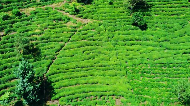 Tea plantations of Rize province from a bird's-eye view. A tea plant grown on the shores of the Black Sea. Karadeniz region in Turkey. A farm for the production of fresh green tea. The drone