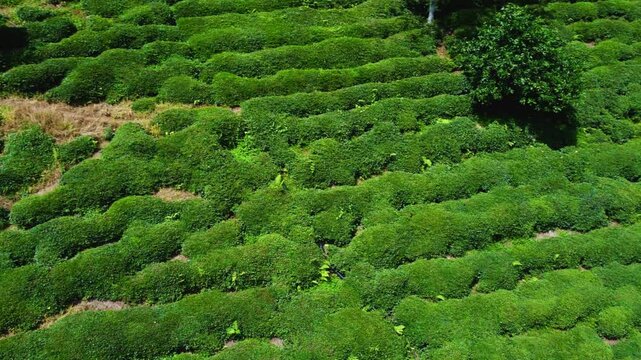 Tea plantations of Rize province from a bird's-eye view. A tea plant grown on the shores of the Black Sea. Karadeniz region in Turkey. A farm for the production of fresh green tea. The drone