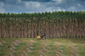 Forestry Machine Logging Equipment Wood Harvesting