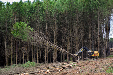 Forestry Machine Logging Equipment Wood Harvesting