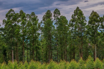 Natural Forest Plantation Trees Wood
