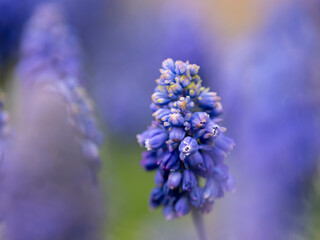 kwiaty na wiosnę fioletowe szafirki macro bokeh