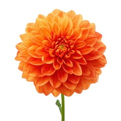 Orange dahlia flower blossom bloom isolated on white background