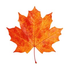 Obraz premium Orange maple leaf detailed texture isolated on white background