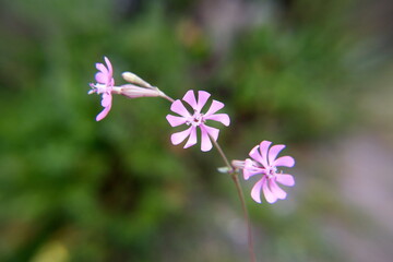 Fototapeta premium Silene colorata Poir., Colleja Colorada, is a species of plant in the family Caryophyllaceae. It is native to Lebanon and surrounding mediterranean areas