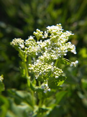  lepidium draba L in bloom, wild spring plants with tiny white flowers