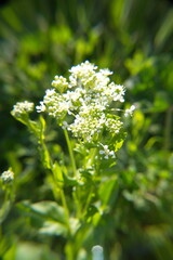  lepidium draba L in bloom, wild spring plants with tiny white flowers