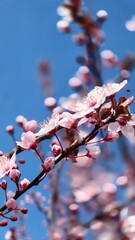 pink cherry blossom