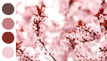 Blossoming tree branches in park. Different color patterns