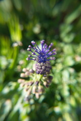 Leopoldia comosa (syn. Muscari comosum) is a perennial bulbous flowering plant in the family Asparagaceae. Usually called the tassel hyacinth or tassel grape hyacinth