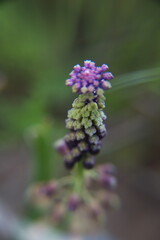 Leopoldia comosa (syn. Muscari comosum) is a perennial bulbous flowering plant in the family Asparagaceae. Usually called the tassel hyacinth or tassel grape hyacinth