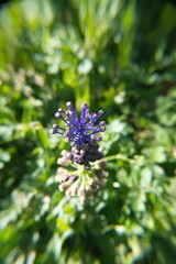 Leopoldia comosa (syn. Muscari comosum) is a perennial bulbous flowering plant in the family Asparagaceae. Usually called the tassel hyacinth or tassel grape hyacinth