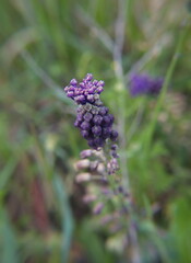 Leopoldia comosa (syn. Muscari comosum) is a perennial bulbous flowering plant in the family Asparagaceae. Usually called the tassel hyacinth or tassel grape hyacinth