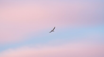 Obraz premium Solitary bird flying across a soft pastel sky, negative space and quiet mood