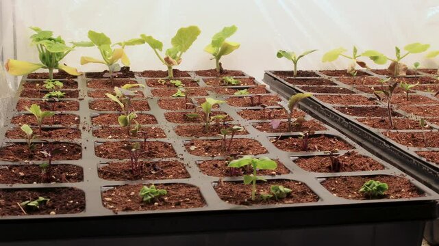 Time lapse of kohlrabi and tomato and zucchini seedlings fail to grow indoors in small plastic pots. Soil in containers refuse to soak in water leaving bottom always dry