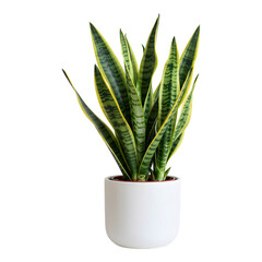 Potted snake plant with striped green leaves